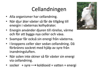 Cellandningen
• Alla organismer har cellandning.
• När djur äter växter så får de tillgång till
energin i växternas kolhydrater.
• Energin använder djuren till rörelse, värme
och för att bygga nya celler och växa.
• Svampar får också sin energi från växterna.
• I kroppens celler sker sedan cellandning. Då
förbränns sockret med hjälp av syre från
inandningsluften.
• När solen inte skiner så får växter sin energi
via cellandning.
• socker + syre koldioxid + vatten + energi
 