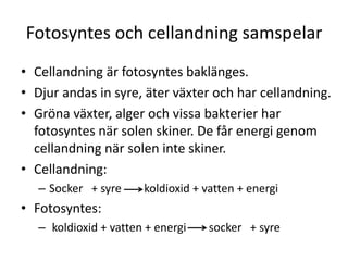 Fotosyntes och cellandning samspelar
• Cellandning är fotosyntes baklänges.
• Djur andas in syre, äter växter och har cellandning.
• Gröna växter, alger och vissa bakterier har
fotosyntes när solen skiner. De får energi genom
cellandning när solen inte skiner.
• Cellandning:
– Socker + syre koldioxid + vatten + energi
• Fotosyntes:
– koldioxid + vatten + energi socker + syre
 
