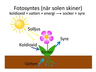 Fotosyntes (när solen skiner)
koldioxid + vatten + energi socker + syre
Solljus
Vatten
Koldioxid
Syre
Socker
 