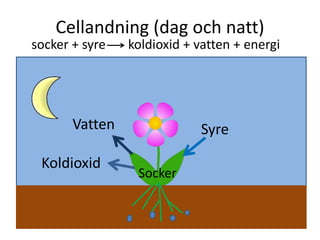 Cellandning (dag och natt)
socker + syre koldioxid + vatten + energi
Vatten
Koldioxid
Syre
Socker
 