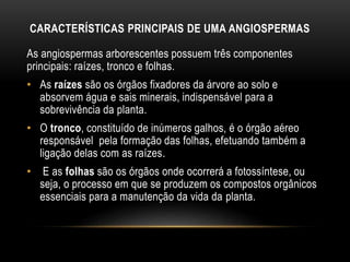 CARACTERÍSTICAS PRINCIPAIS DE UMA ANGIOSPERMAS
As angiospermas arborescentes possuem três componentes
principais: raízes, tronco e folhas.
• As raízes são os órgãos fixadores da árvore ao solo e
absorvem água e sais minerais, indispensável para a
sobrevivência da planta.
• O tronco, constituído de inúmeros galhos, é o órgão aéreo
responsável pela formação das folhas, efetuando também a
ligação delas com as raízes.
• E as folhas são os órgãos onde ocorrerá a fotossíntese, ou
seja, o processo em que se produzem os compostos orgânicos
essenciais para a manutenção da vida da planta.
 