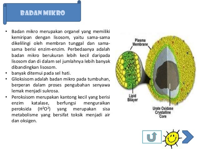 Biologi organel sel  