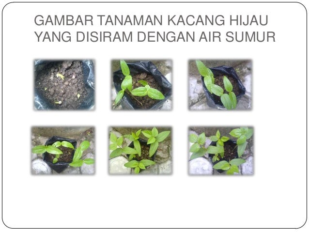 Pengaruh Air Terhadap Pertumbuhan Tanaman Pdf Berbagi Tanam