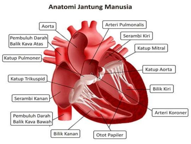 Biologi Peredaran Darah Rosil