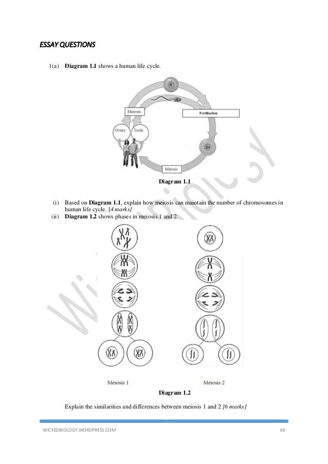 Essay On Importance Of English Language Ap Bio Essay Question Meiosis Essays On Compare And Contrast Mitosis And Meiosis Senior Project Reflection Essay On My School In English also English Essay Short Story College Essay Helpers Online Affordable Academic Help Essay Research Paper Samples Essay