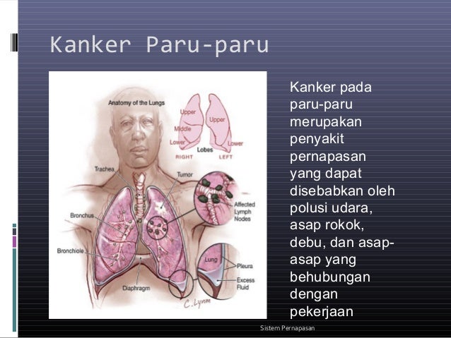 Biologi persentasi sistem pernapasan 2