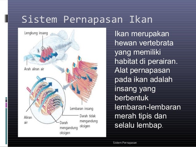 Contoh Sistem Pencernaan Hewan Invertebrata - Contoh SR