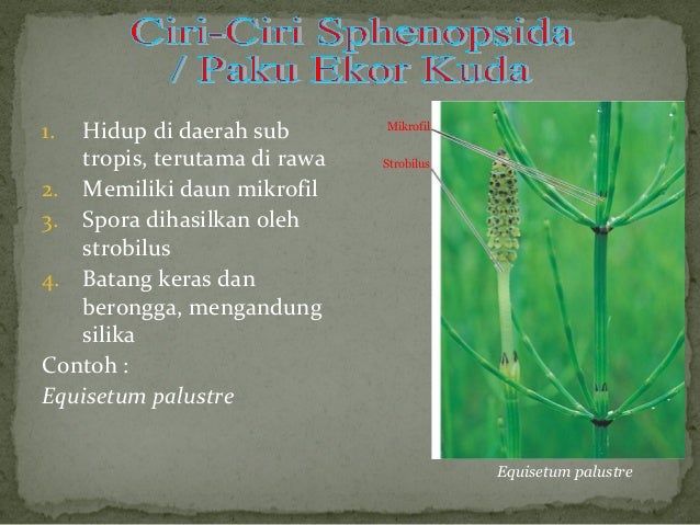Biologi plantae