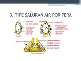 3. TIPE SALURAN AIR PORIFERA
 