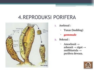 4.REPRODUKSI PORIFERA
1. Aseksual :
 Tunas (budding)
 gemmule
2. Seksual :
 Amoebosit →
arkeosit → zigot →
amfiblastula →
porifera dewasa.
 