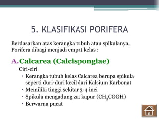 5. KLASIFIKASI PORIFERA
Berdasarkan atas kerangka tubuh atau spikulanya,
Porifera dibagi menjadi empat kelas :
A.Calcarea (Calcispongiae)
Ciri-ciri
 Kerangka tubuh kelas Calcarea berupa spikula
seperti duri-duri kecil dari Kalsium Karbonat
 Memiliki tinggi sekitar 3-4 inci
 Spikula mengadung zat kapur (CH3COOH)
 Berwarna pucat
 