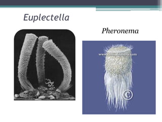 Euplectella
Pheronema
 