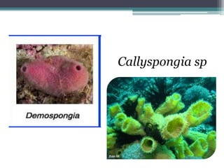 Callyspongia sp
 