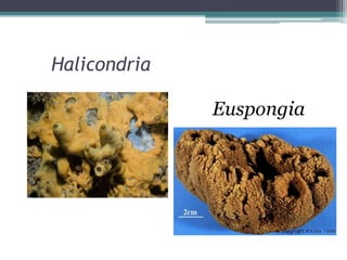 Halicondria
Euspongia
 