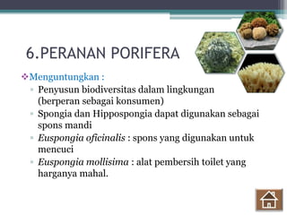 6.PERANAN PORIFERA
Menguntungkan :
▫ Penyusun biodiversitas dalam lingkungan
(berperan sebagai konsumen)
▫ Spongia dan Hippospongia dapat digunakan sebagai
spons mandi
▫ Euspongia oficinalis : spons yang digunakan untuk
mencuci
▫ Euspongia mollisima : alat pembersih toilet yang
harganya mahal.
 