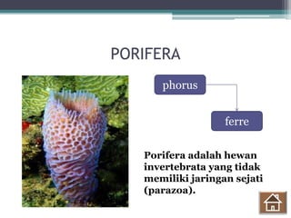 PORIFERA
phorus
ferre
Porifera adalah hewan
invertebrata yang tidak
memiliki jaringan sejati
(parazoa).
 
