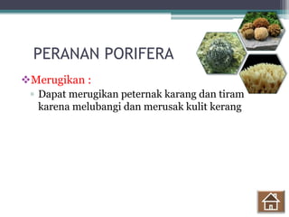 Merugikan :
▫ Dapat merugikan peternak karang dan tiram
karena melubangi dan merusak kulit kerang
PERANAN PORIFERA
 