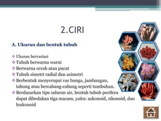 2.CIRI
A. Ukuran dan bentuk tubuh
 Ukuran bervariasi
Tubuh berwarna warni
Berwarna cerah atau pucat
Tubuh simetri radial dan asimetri
Berbentuk menyerupai vas bunga, jambangan,
tabung atau bercabang-cabang seperti tumbuhan.
Berdasarkan tipe saluran air, bentuk tubuh porifera
dapat dibedakan tiga macam, yaitu: askonoid, sikonoid, dan
leukonoid
-
-
 
