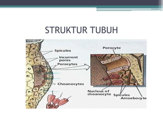 STRUKTUR TUBUH
 