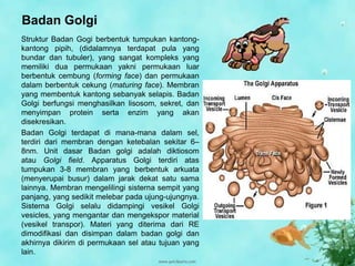 Badan Golgi
Struktur Badan Gogi berbentuk tumpukan kantong-
kantong pipih, (didalamnya terdapat pula yang
bundar dan tubuler), yang sangat kompleks yang
memiliki dua permukaan yakni permukaan luar
berbentuk cembung (forming face) dan permukaan
dalam berbentuk cekung (maturing face). Membran
yang membentuk kantong sebanyak selapis. Badan
Golgi berfungsi menghasilkan lisosom, sekret, dan
menyimpan protein serta enzim yang akan
disekresikan.
Badan Golgi terdapat di mana-mana dalam sel,
terdiri dari membran dengan ketebalan sekitar 6–
8nm. Unit dasar Badan golgi adalah diktiosom
atau Golgi field. Apparatus Golgi terdiri atas
tumpukan 3-8 membran yang berbentuk arkuata
(menyerupai busur) dalam jarak dekat satu sama
lainnya. Membran mengelilingi sisterna sempit yang
panjang, yang sedikit melebar pada ujung-ujungnya.
Sisterna Golgi selalu didampingi vesikel Golgi
vesicles, yang mengantar dan mengekspor material
(vesikel transpor). Materi yang diterima dari RE
dimodifikasi dan disimpan dalam badan golgi dan
akhirnya dikirim di permukaan sel atau tujuan yang
lain.
 