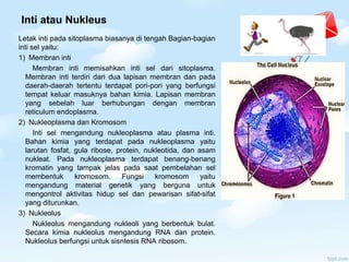 Inti atau Nukleus
Letak inti pada sitoplasma biasanya di tengah Bagian-bagian
inti sel yaitu:
1) Membran inti
Membran inti memisahkan inti sel dari sitoplasma.
Membran inti terdiri dari dua lapisan membran dan pada
daerah-daerah tertentu terdapat pori-pori yang berfungsi
tempat keluar masuknya bahan kimia. Lapisan membran
yang sebelah luar berhubungan dengan membran
reticulum endoplasma.
2) Nukleoplasma dan Kromosom
Inti sel mengandung nukleoplasma atau plasma inti.
Bahan kimia yang terdapat pada nukleoplasma yaitu
larutan fosfat, gula ribose, protein, nukleotida, dan asam
nukleat. Pada nukleoplasma terdapat benang-benang
kromatin yang tampak jelas pada saat pembelahan sel
membentuk kromosom. Fungsi kromosom yaitu
mengandung material genetik yang berguna untuk
mengontrol aktivitas hidup sel dan pewarisan sifat-sifat
yang diturunkan.
3) Nukleolus
Nukleolus mengandung nukleoli yang berbentuk bulat.
Secara kimia nukleolus mengandung RNA dan protein.
Nukleolus berfungsi untuk sisntesis RNA ribosom.
 