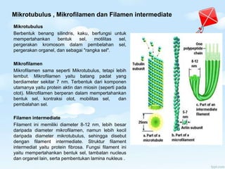 Mikrotubulus , Mikrofilamen dan Filamen intermediate
Mikrotubulus
Berbentuk benang silindris, kaku, berfungsi untuk
mempertahankan bentuk sel, motilitas sel,
pergerakan kromosom dalam pembelahan sel,
pergerakan organel, dan sebagai "rangka sel".
Mikrofilamen
Mikrofilamen sama seperti Mikrotubulus, tetapi lebih
lembut. Mikrofilamen yaitu batang padat yang
berdiameter sekitar 7 nm. Terbentuk dari komponen
utamanya yaitu protein aktin dan miosin (seperti pada
otot). Mikrofilamen berperan dalam mempertahankan
bentuk sel, kontraksi otot, mobilitas sel, dan
pembalahan sel.
Filamen intermediate
Filament ini memiliki diameter 8-12 nm, lebih besar
daripada diameter mikrofilamen, namun lebih kecil
daripada diameter mikrotubulus, sehingga disebut
dengan filament intermediate. Struktur filament
intermediat yaitu protein fibrosa. Fungsi filament ini
yaitu mempertahankan bentuk sel, tambatan nucleus
dan organel lain, serta pembentukan lamina nukleus .
 