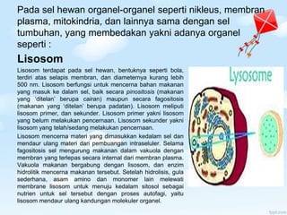 Pada sel hewan organel-organel seperti nikleus, membran
plasma, mitokindria, dan lainnya sama dengan sel
tumbuhan, yang membedakan yakni adanya organel
seperti :
Lisosom
Lisosom terdapat pada sel hewan, bentuknya seperti bola,
terdiri atas selapis membran, dan diameternya kurang lebih
500 nm. Lisosom berfungsi untuk mencerna bahan makanan
yang masuk ke dalam sel, baik secara pinositosis (makanan
yang ‘ditelan’ berupa cairan) maupun secara fagositosis
(makanan yang ‘ditelan’ berupa padatan). Lisosom meliputi
lisosom primer, dan sekunder. Lisosom primer yakni lisosom
yang belum melakukan pencernaan. Lisosom sekunder yakni
lisosom yang telah/sedang melakukan pencernaan.
Lisosom mencerna materi yang dimasukkan kedalam sel dan
mendaur ulang materi dari pembuangan intraseluler. Selama
fagositosis sel mengurung makanan dalam vakuola dengan
membran yang terlepas secara internal dari membran plasma.
Vakuola makanan bergabung dengan lisosom, dan enzim
hidrolitik mencerna makanan tersebut. Setelah hidrolisis, gula
sederhana, asam amino dan monomer lain melewati
membrane lisosom untuk menuju kedalam sitosol sebagai
nutrien untuk sel tersebut dengan proses autofagi, yaitu
lisosom mendaur ulang kandungan molekuler organel.
 