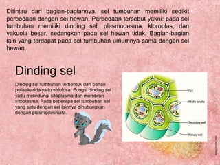 Dinding sel
Dinding sel tumbuhan terbentuk dari bahan
polisakarida yaitu selulosa. Fungsi dinding sel
yaitu melindungi sitoplasma dan membran
sitoplasma. Pada beberapa sel tumbuhan sel
yang satu dengan sel lainnya dihubungkan
dengan plasmodesmata.
Ditinjau dari bagian-bagiannya, sel tumbuhan memiliki sedikit
perbedaan dengan sel hewan. Perbedaan tersebut yakni: pada sel
tumbuhan memiliki dinding sel, plasmodesma, kloroplas, dan
vakuola besar, sedangkan pada sel hewan tidak. Bagian-bagian
lain yang terdapat pada sel tumbuhan umumnya sama dengan sel
hewan.
 