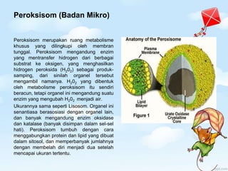 Peroksisom (Badan Mikro)
Peroksisom merupakan ruang metabolisme
khusus yang dilingkupi oleh membran
tunggal. Peroksisom mengandung enzim
yang mentransfer hidrogen dari berbagai
substrat ke oksigen, yang menghasilkan
hidrogen peroksida (H202) sebagai produk-
samping, dari sinilah organel tersebut
mengambil namanya. H202 yang dibentuk
oleh metabolisme peroksisom itu sendiri
beracun, tetapi organel ini mengandung suatu
enzim yang mengubah H202 menjadi air.
Ukurannya sama seperti Lisosom. Organel ini
senantiasa berasosiasi dengan organel lain,
dan banyak mengandung enzim oksidase
dan katalase (banyak disimpan dalam sel-sel
hati). Peroksisom tumbuh dengan cara
menggabungkan protein dan lipid yang dibuat
dalam sitosol, dan memperbanyak jumlahnya
dengan membelah diri menjadi dua setelah
mencapai ukuran tertentu.
 