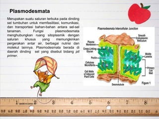 Plasmodesmata
Merupakan suatu saluran terbuka pada dinding
sel tumbuhan untuk memfasilitasi, komunikasi,
dan transportasi bahan-bahan antara sel-sel
tanaman. Fungsi plasmodesmata
menghubungkan ruang sitoplasmik dengan
saluran khusus yang memungkinkan
pergerakan antar air, berbagai nutrisi dan
molekul lainnya. Plasmodesmata berada di
daerah dinding sel yang disebut bidang pit
primer.
 