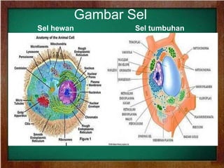 Gambar Sel
Sel hewan Sel tumbuhan
 