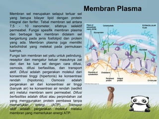 Membran Plasma
Membran sel merupakan selaput terluar sel
yang berupa bilayer lipid dengan protein
integral dan ferifer. Tebal membran sel antara
7,5 - 10 nanometer, sifatnya selektif
permeabel. Fungsi spesifik membran plasma
dan berbagai tipe membran didalam sel
bergantung pada jenis fosfolipid dan protein
yang ada. Membran plasma juga memiliki
karbohidrat yang melekat pada permukaan
luarnya.
Fungsi lain membran sel yaitu untuk pelindung,
reseptor dan mengatur keluar masuknya zat
dari dan ke luar sel dengan cara difusi,
osmosis, difusi berfasilitas, dan transport
aktif. Difusi adalah pergerakan molekul dari
konsentrasi tinggi (hipertonis) ke konsentrasi
rendah (hipotonis). Osmosis adalah
pergerakan air dari konsentrasi air tinggi
(banyak air) ke konsentrasi air rendah (sedikit
air) melalui membran semi permeabel. Difusi
berfasilitas adalah difusi atau perpindahan zat
yang menggunakan protein pembawa tanpa
memerlukan energi (ATP). Transpor
aktif adalah pergerakan molekul melalui
membran yang memerlukan energi ATP.
 
