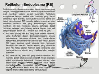 Retikulum Endoplasma (RE)
Retikulum endoplasma merupakan labirin membran yang
banyak, sehingga retikulum ini meliputi separuh lebih dari
total membran dalam sel-sel eukariotik. Retikulum
endoplasma berupa vesikel atau kantung yang dapat
berbentuk pipih, bundar, atau tubuler dan satu sama lain
dapat berhubungan. RE memiliki selapis membran, dan
membran tersebut ada yang berhubungan dengan
membran inti dan membran plasma sehingga dapat
berperan sebagai penghubung antara bagian luar sel
dengan bagian dalam sel. Terdapat dua jenis RE yaitu :
 RE halus (REH) yani RE yang tidak dilekati ribosom,
yang berfungsi dalam bermacam-macam proses
metabolisme, termasuk sintesis lipid, metabolisme
karbohidrat, serta menawarkan obar dan racun. Enzim
RE halus penting untuk sintesis lipid, termasuk
fosfolipid dan steroid. Diantara steroid yang dihasilkan
oleh RE halus adalah hormon seks vertebrata dan
berbagai hormon steroid yang di sekresi oleh kelenjar
adrenalin.
 RE kasar (REK) yakni RE yang dilekati ribosom. RE
memiliki peran anabolik dan protektif. Peran anabolik
yakni mensintesis kolesterol, hormon steroid, dan
asam-asam empedu. Peran katabolik yakni dapat
mengubah atau menetralisir bahan yang bersifat
toksik. Mekanisme kerja antar RE dan organel lain
seperti mitokondria dapat saling berhubungan.
 