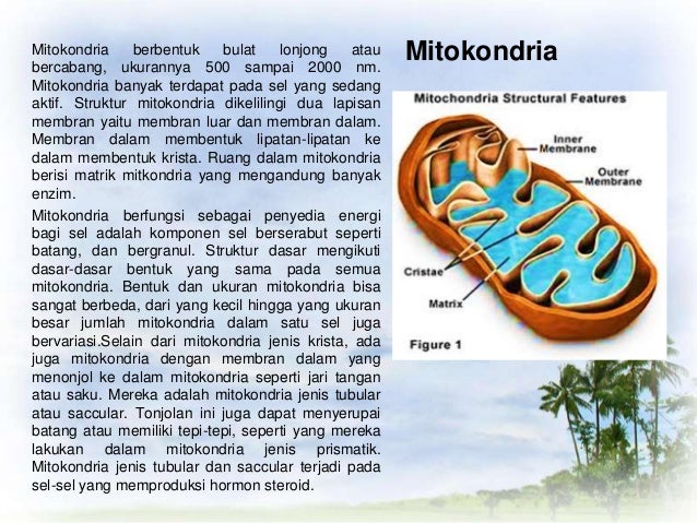 Biologi sel  hewan  dan tumbuhan ppt