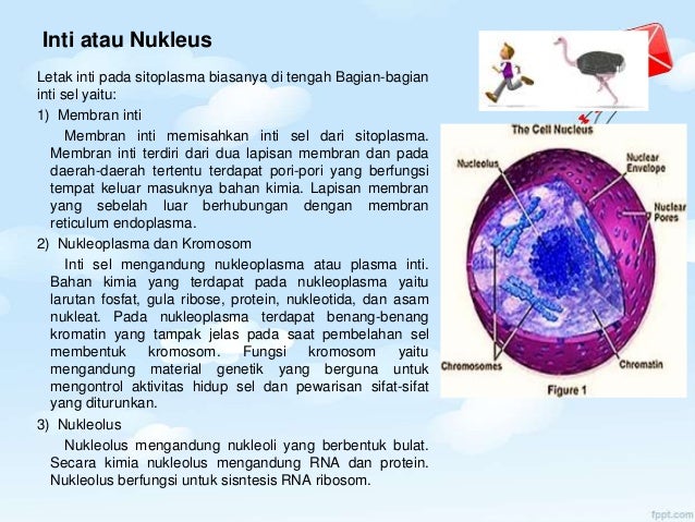 Biologi Sel Hewan Dan Tumbuhan Ppt