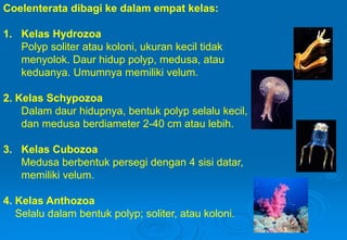Coelenterata dibagi ke dalam empat kelas:
1. Kelas Hydrozoa
Polyp soliter atau koloni, ukuran kecil tidak
menyolok. Daur hidup polyp, medusa, atau
keduanya. Umumnya memiliki velum.
2. Kelas Schypozoa
Dalam daur hidupnya, bentuk polyp selalu kecil,
dan medusa berdiameter 2-40 cm atau lebih.
3. Kelas Cubozoa
Medusa berbentuk persegi dengan 4 sisi datar,
memiliki velum.
4. Kelas Anthozoa
Selalu dalam bentuk polyp; soliter, atau koloni.
 