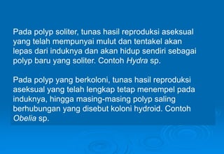 Pada polyp soliter, tunas hasil reproduksi aseksual
yang telah mempunyai mulut dan tentakel akan
lepas dari induknya dan akan hidup sendiri sebagai
polyp baru yang soliter. Contoh Hydra sp.
Pada polyp yang berkoloni, tunas hasil reproduksi
aseksual yang telah lengkap tetap menempel pada
induknya, hingga masing-masing polyp saling
berhubungan yang disebut koloni hydroid. Contoh
Obelia sp.
 