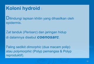 15
Koloni hydroid :
Dilindungi lapisan khitin yang dihasilkan oleh
epidermis.
Zat tanduk (Perisarc) dan jaringan hidup
di dalamnya disebut coenosarc.
Paling sedikit dimorphic (dua macam polip)
atau polymorphic (Polyp pemangsa & Polyp
reproduktif).
 
