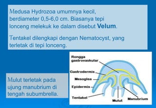 Medusa Hydrozoa umumnya kecil,
berdiameter 0,5-6,0 cm. Biasanya tepi
lonceng melekuk ke dalam disebut Velum.
Tentakel dilengkapi dengan Nematocyst, yang
terletak di tepi lonceng.
Mulut terletak pada
ujung manubrium di
tengah subumbrella.
 