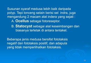 19
Susunan syaraf medusa lebih baik daripada
polyp. Tepi lonceng selain berisi sel indra, juga
mengandung 2 macam alat indera yang sejati :
A. Ocellus sebagai fotoreseptor.
B. Statocyst sebagai alat keseimbangan dan
biasanya terletak di antara tentakel.
Beberapa jenis medusa bersifat fototaksis
negatif dan fototaksis positif, dan adapula
yang tidak memperlihatkan fototaksis.
 
