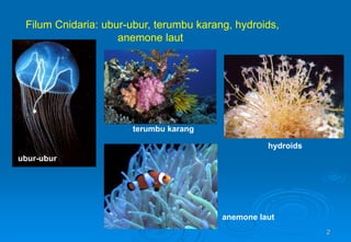 2
Filum Cnidaria: ubur-ubur, terumbu karang, hydroids,
anemone laut
ubur-ubur
terumbu karang
hydroids
anemone laut
 