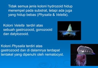 Tidak semua jenis koloni hydrozoid hidup
menempel pada substrat, tetapi ada juga
yang hidup bebas (Physalia & Velella).
Koloni Velella terdiri atas
sebuah gastrozooid, gonozooid
dan datylozooid.
Koloni Physalia terdiri atas
gastrozooid dan di dalamnya terdapat
tentakel yang dipenuhi oleh nematocyst.
 