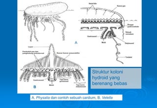 Struktur koloni
hydroid yang
berenang bebas
A
B
A. Physalia dan contoh sebuah cardium, B. Velella
 