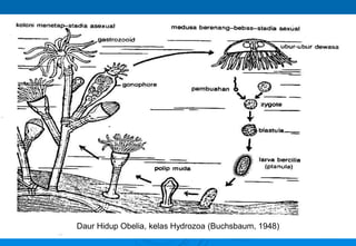 24
Daur Hidup Obelia, kelas Hydrozoa (Buchsbaum, 1948)
 