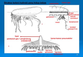 25
A
B
layar
pembuluh gas + penghubung
endodermal
kamar-kamar pneumatofor
gastrozooid
mulut
tiga baris
gonozooid tiga baris
dactylozooid
mulut
tentakel
(sampai 5 m)
dactylozooid
gatrozooid sebuah
cormidium
rongga
gastrovaskular
kamar gas
sekat khitinStruktur koloni hydroid yang hidup bebas
 