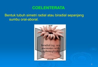3
Bentuk tubuh simetri radial atau biradial sepanjang
sumbu oral-aboral.
COELENTERATA
oral
aboral
 