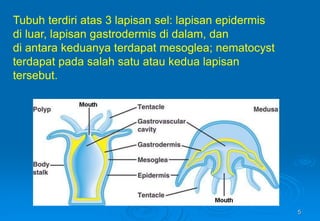 5
Tubuh terdiri atas 3 lapisan sel: lapisan epidermis
di luar, lapisan gastrodermis di dalam, dan
di antara keduanya terdapat mesoglea; nematocyst
terdapat pada salah satu atau kedua lapisan
tersebut.
 
