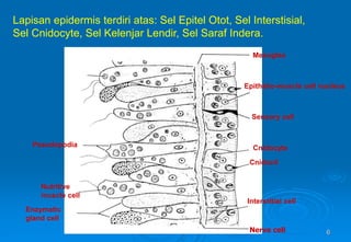 6
Lapisan epidermis terdiri atas: Sel Epitel Otot, Sel Interstisial,
Sel Cnidocyte, Sel Kelenjar Lendir, Sel Saraf Indera.
Mesoglea
Pseudopodia
Nutritive
muscle cell
Enzymatic
gland cell
Interstitial cell
Cnidocil
Cnidocyte
Sensory cell
Epithelio-muscle cell nucleus
Nerve cell
 