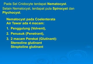 Pada Sel Cnidocyte terdapat Nematocyst.
Selain Nematocyst, terdapat pula Spirocyst dan
Ptychocyst.
Nematocyst pada Coelenterata
Air Tawar ada 4 macam:
1. Penggulung (Volvent),
2. Penusuk (Penetrant),
3. 2 macam Perekat (Glutinant):
Stereoline glutinant
Streptoline glutinant
 