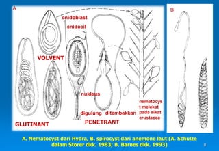 8
A. Nematocyst dari Hydra, B. spirocyst dari anemone laut (A. Schulze
dalam Storer dkk. 1983; B. Barnes dkk. 1993)
PENETRANT
nukleus
digulung ditembakkan
nematocys
t melekat
pada sikat
crustacea
cnidocil
cnidoblast
VOLVENT
GLUTINANT
A B
 